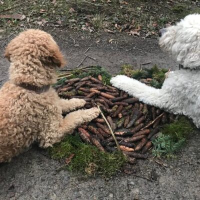 Tiergestützte Pädagogik: Zwei Labradudel liegen auf einem Waldweg